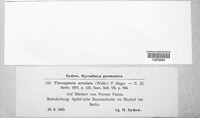 Thekopsora areolata image